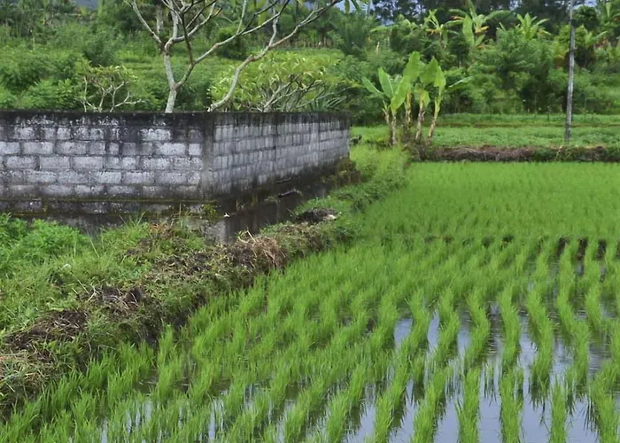 Darmada Eco